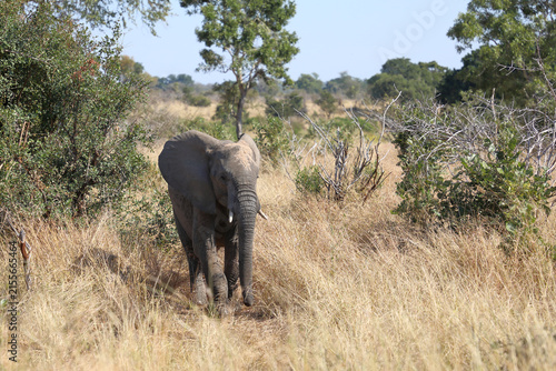 Canvas Print Afrikanischer Elefant / African elephant / Loxodonta africana