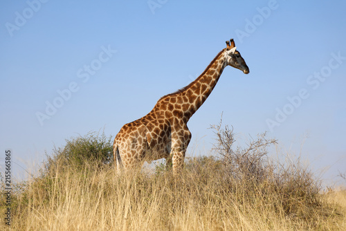 Canvas Print Giraffe / Giraffe / Giraffa camelopardalis