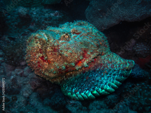 Bild auf Leinwand Reef Scorpionfish, the most venomous fish in the ocean, perfectly camouflaged to the rocky environment of the sea bottom