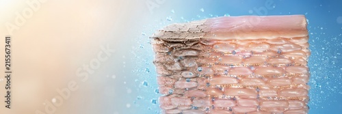 Dehydrated skin barrier absorbs moisture and repairs damaged layers, deep hydration concept for skincare science with copy space