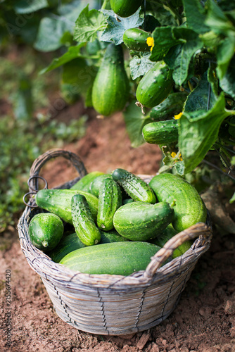 Cucumber harvest