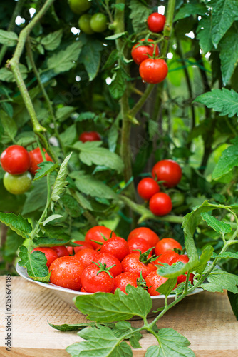 Cherry tomato