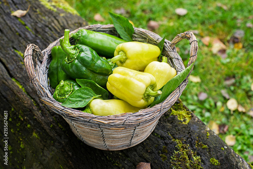 Pepper harvest