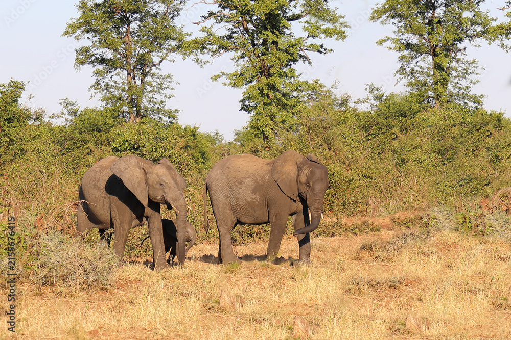 Obraz premium Afrikanischer Elefant / African elephant / Loxodonta africana