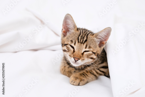 Cute Bengal kitten sleeping on white blanket with stretched paw, copy space
