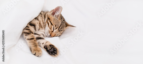Top view of cute Bengal kitten sleeping under a white blanket, copy