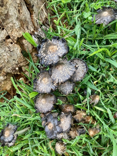 inky cap mushrooms in the grass