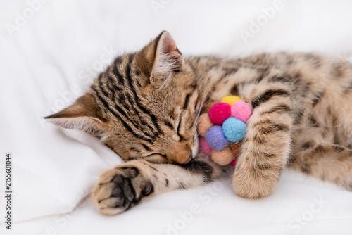 Cute Bengal kitten sleeping on white blanket with its favorite toy