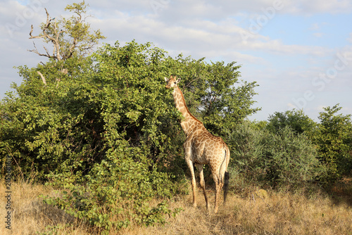 Canvas Print Giraffe / Giraffe / Giraffa camelopardalis