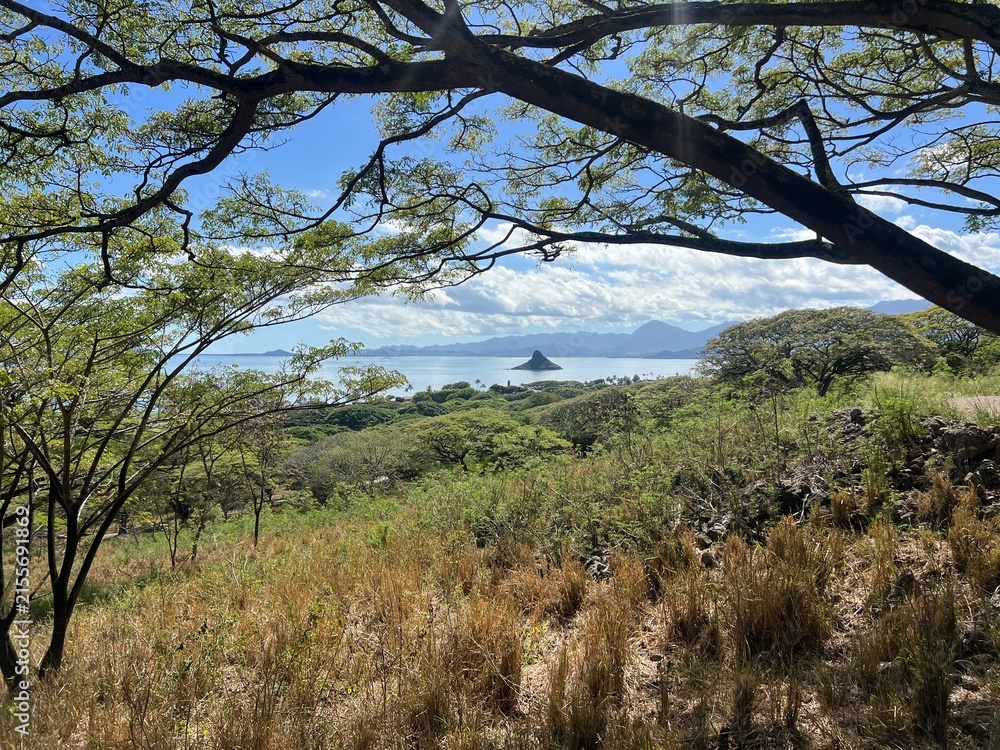 Fototapeta premium trees in the mountains