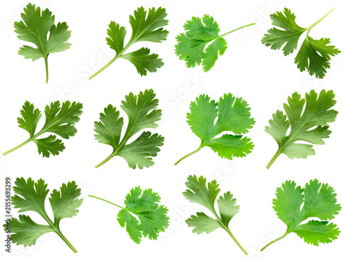 Foto Fresh vibrant green cilantro or coriander leaves arranged artistically