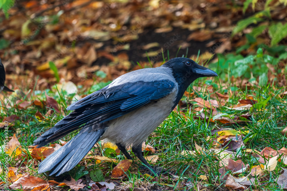 Naklejka premium Hooded crow, corvus cornix, standing on the lawn in the spring or summer