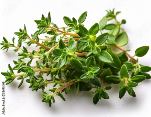 thyme macro botanical texture isolated on white background