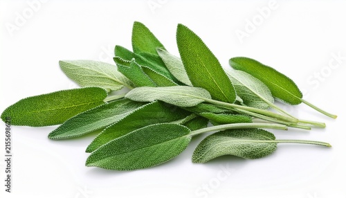 sage scattered leaves isolated on white background
