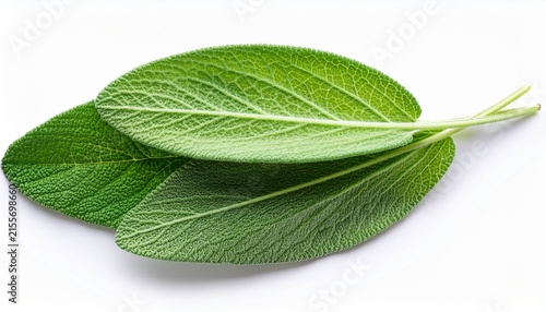 sage herb top view composition isolated on white background