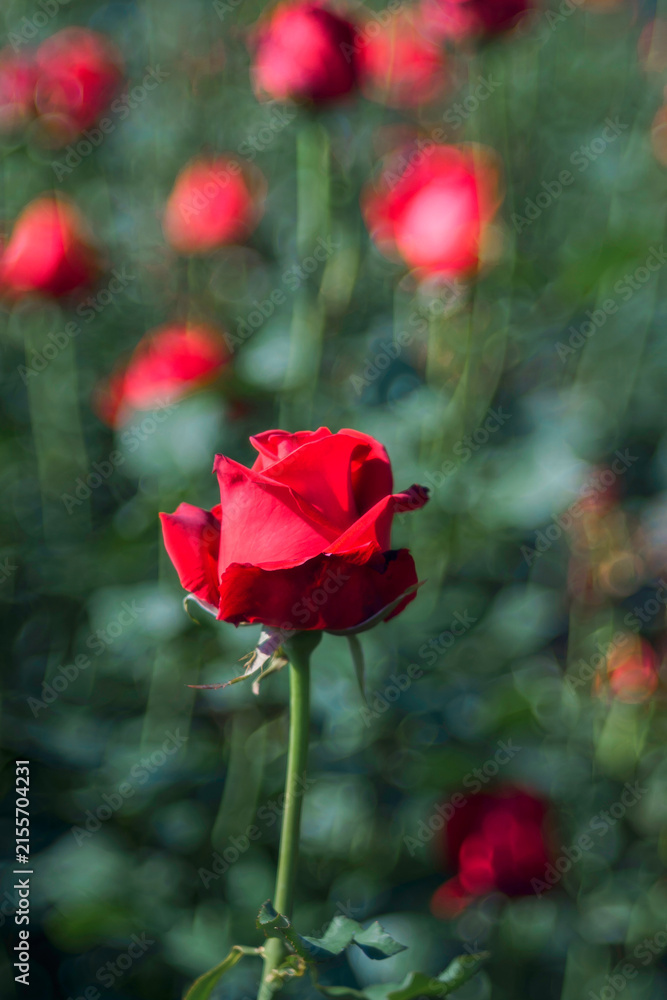 Obraz premium Red rose blooming in a Flower Garden, Beautiful nature, and Background