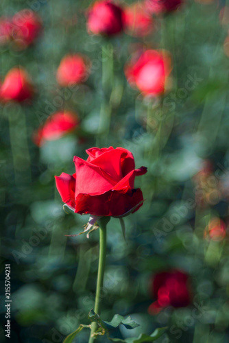 Red rose blooming in a Flower Garden, Beautiful nature, and Background