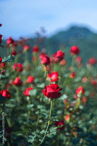 Red rose blooming in a Flower Garden, Beautiful nature, and Background