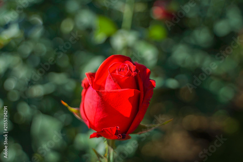 Red rose blooming in a Flower Garden, Beautiful nature, and Background
