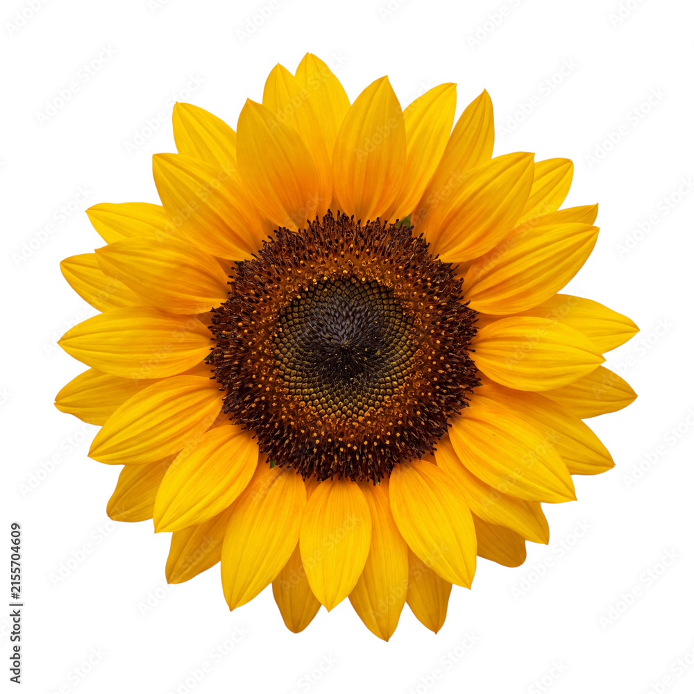 Obraz premium Sunflower blossom with detailed center isolated on transparent background