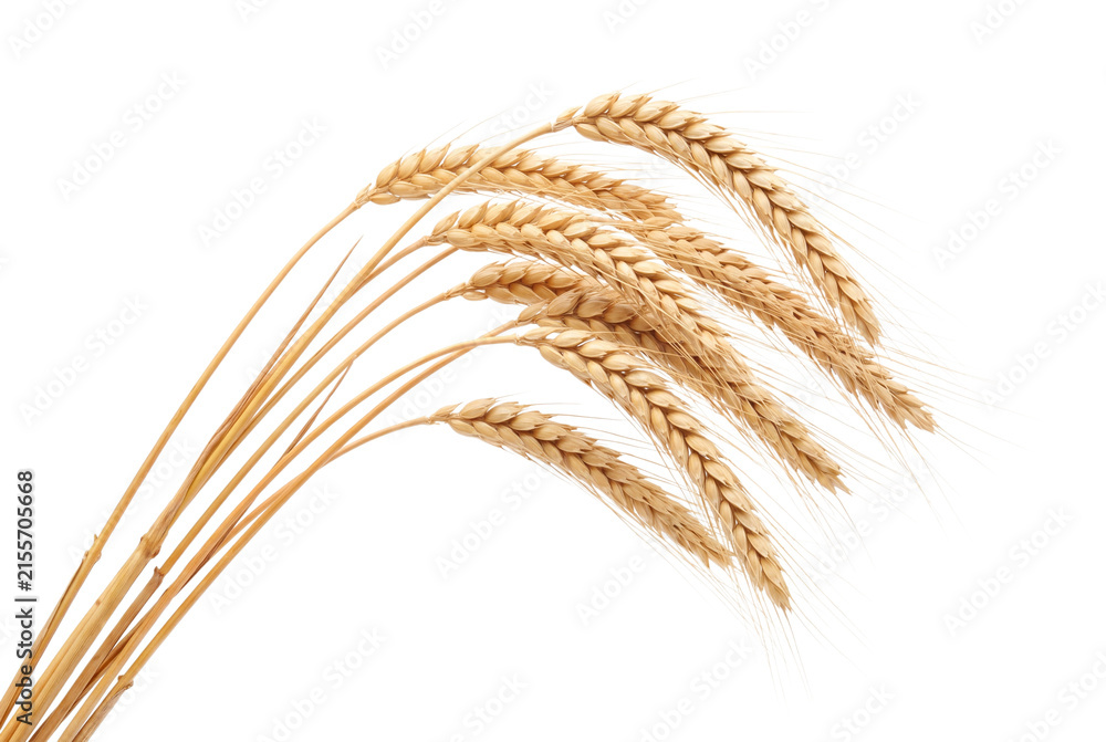 Fototapeta premium Golden wheat stalks curve gracefully isolated on transparent background
