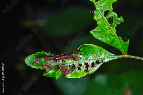 Картината върху платно Pest larva eating green plant leaf
