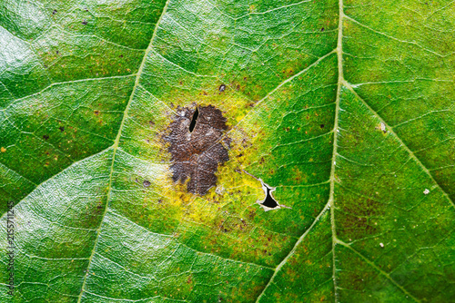 Fotografie Green leaf showing pest damage and plant disease