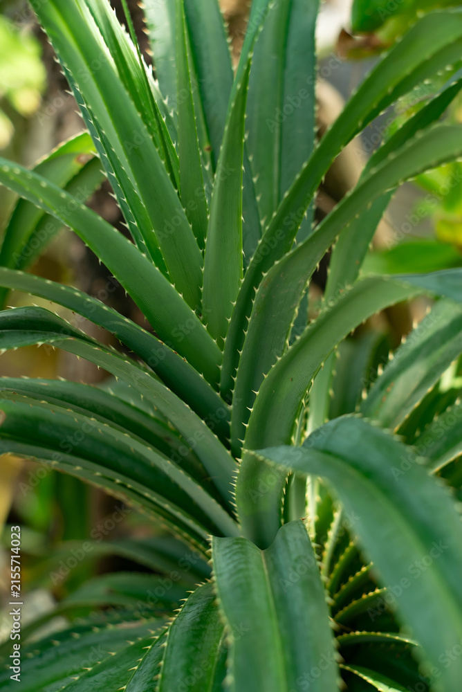 Fototapeta premium Aloe Vera Plant Close Up with Fresh Green Succulent Leaves.