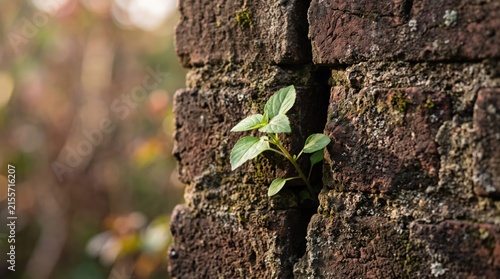 Small green plant growing out of old red brick wall crack, symbolizing resilience, nature reclaiming urban environment, hope