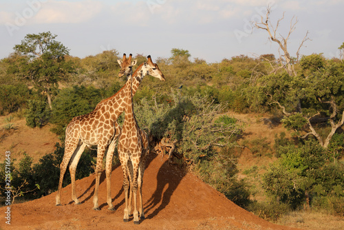 Photography Giraffe / Giraffe / Giraffa camelopardalis