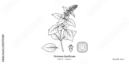 Botanical line art illustration of sweet basil plant with leaf and seed cross section