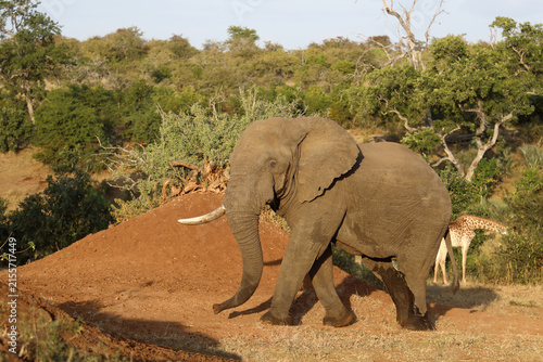 Canvas Print Afrikanischer Elefant / African elephant / Loxodonta africana