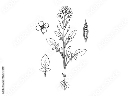 Botanical diagram of a flowering plant showing root system, flower detail, and seed pod on transparent background