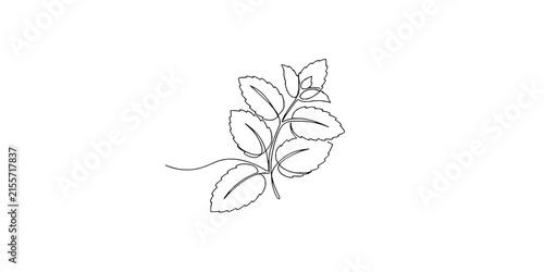 Minimalist Continuous Line Drawing of Mint Leaves