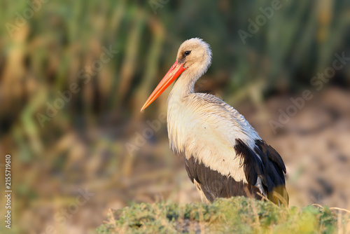 Obraz na płótnie White Stork / Ciconia ciconia — side profile portrait of a stork with a bright red beak in soft light