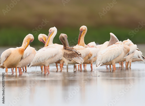 Fotografie Big flock of white pelicans from Danube delta. One bird is black.
