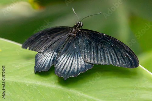 Papilion memnon, black butterfly