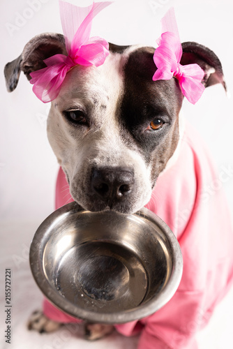 Hungry funny pitbull dog holding empty bowl in mouth