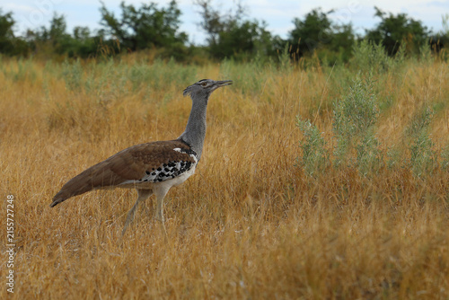 Foto Riesentrappe / Kori bustard / Andreotis kori