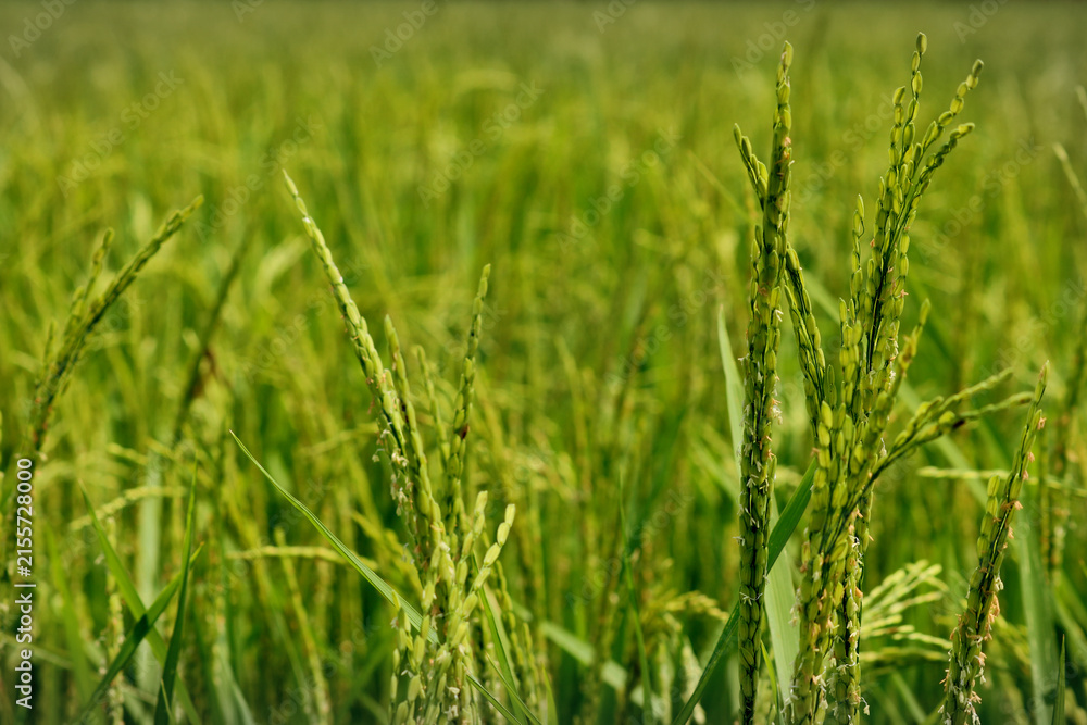 Fototapeta premium Image of rice field in India.