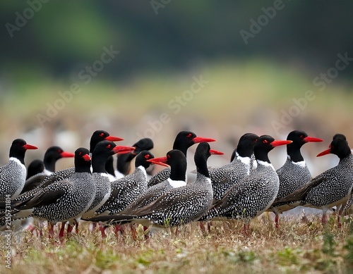 the image captures a sizable flock of black and white speckled birds with red beaks and necks arranged in a densely packed formation against a blurred natural backdrop