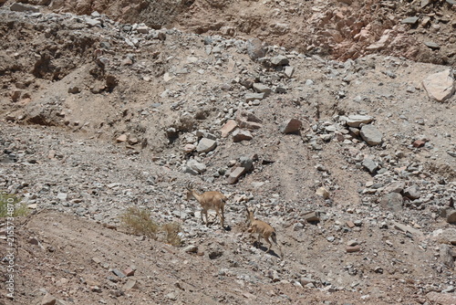 Konstfotografi Barbary sheep (Capra ibex) in Ladakh, India