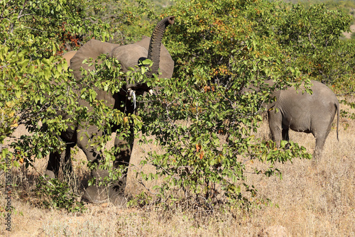 Canvas Print Afrikanischer Elefant / African elephant / Loxodonta africana