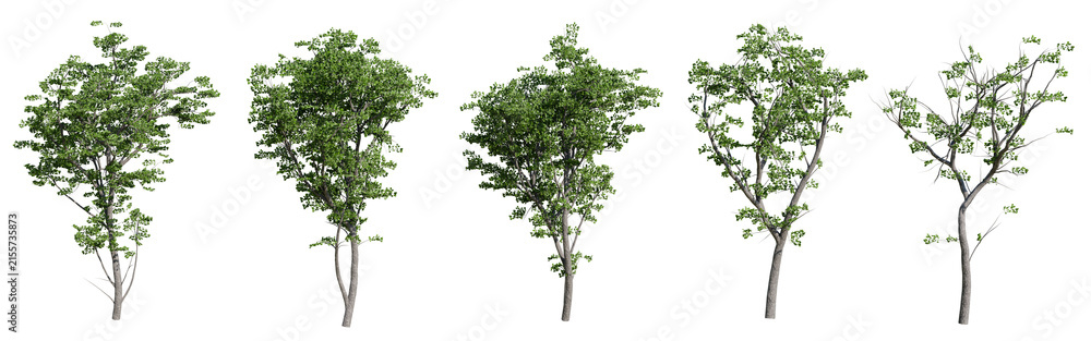 Fototapeta premium Set of realistic green trees isolated on transparent background. 3d render tree collection for architectural visualization, landscape design, game environment