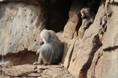 Foto hamadryas baboon in a zoo in berlin in germany