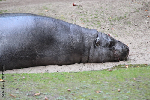 pygmy hippo in a zoo in berlin in germany 