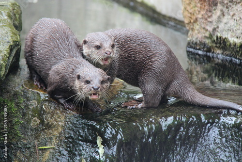 otter in a zoo in berlin in germany 