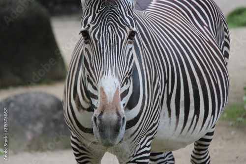 zebra in zoo in berlin in germany 