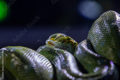 Canvas Print Green Tree Python is a striking arboreal snake native to the rainforests of New