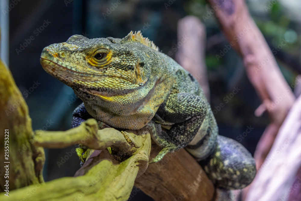 Naklejka premium Banana Pectinata Iguana, a distinctive reptile known for its vibrant coloration